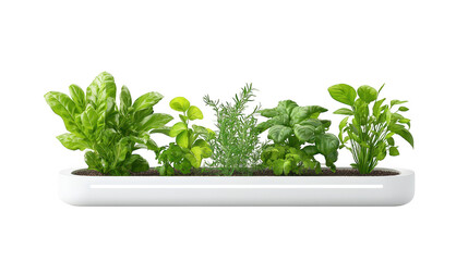 Fototapeta premium Flourishing herbs in a white planter, touch of green for your home fresh