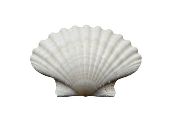 White elegant sea jacobean scallop shel isolated on transparent background
