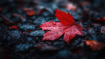 Autumn leaf on wet stones