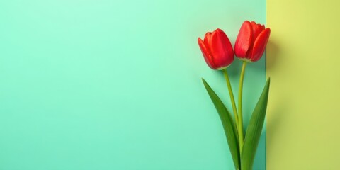 Obraz premium Vibrant Red Tulips on a Pastel Background, a Springtime Floral Still Life Featuring Two Blooms with Lush Green Foliage Against a Soft Mint and Pale Yellow Backdrop