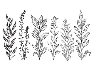 Snake Plant line art vector illustration