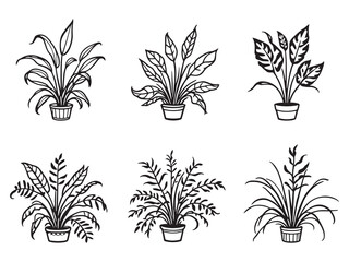Spider Plant line art vector illustration