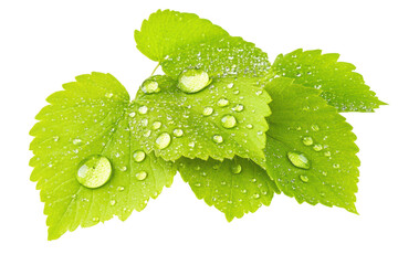 Vibrant Green Leaves with Dew Drops: A Close-Up Macro Photography of Nature's Beauty
