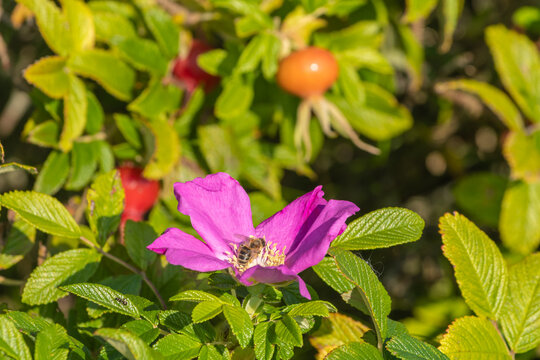Bl&uuml;hende Heckenrosen mit Biene