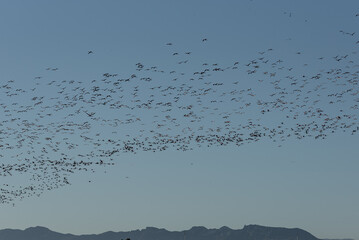 Ethereal Flight: Flamingo Ballet Across Albufera's Azure Sky