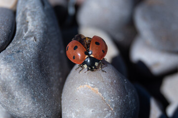 Ladybug in Motion: Insect Spreading Wings on Round Stones, Macro Perspective