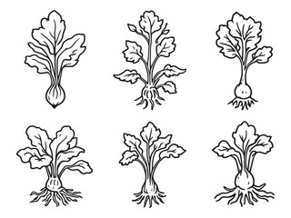 Taro line art vector illustration