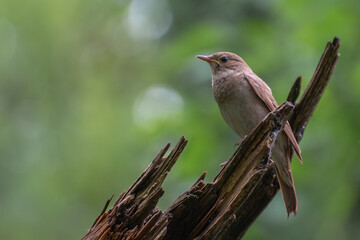Thrush Nightingale singin a song in the spring forest