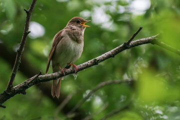Thrush Nightingale singin a song in the spring forest