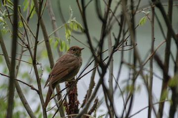 Thrush Nightingale singin a song in the spring forest