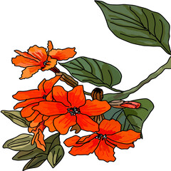 Cordia sebestena, Geiger tree