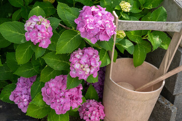 ピンクの紫陽花と木製の柄杓が彩る初夏の情景