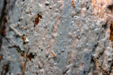 朽木の表面に青カビが貼りついたようなコウヤクタケ科キノコのアップ（自然環境下ストロボマクロ撮影）