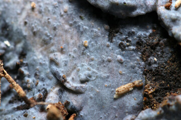 朽木の表面に青カビが貼りついたような複雑な広外rを魅せるコウヤクタケ科キノコのアップ（自然環境下ストロボマクロ撮影）