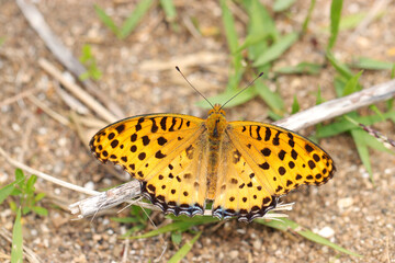 砂地の地面で日光浴中の黒オレンジ斑模様のツマグロヒョウモン蝶雄・成虫（自然環境下マクロ撮影）