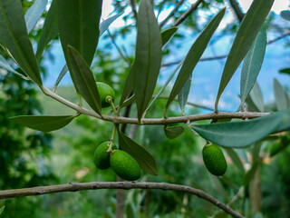 Green, unripe fruit of the olive tree (Olea europaea).