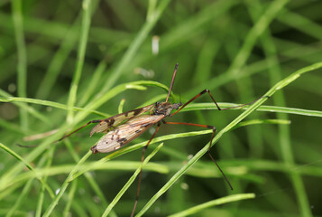 草にとまる大型のキバラガガンボ（雄・自然環境下ストロボマクロ撮影）