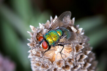 (Lucilia sericata) Greenbottle Fly on Dried Flower Head