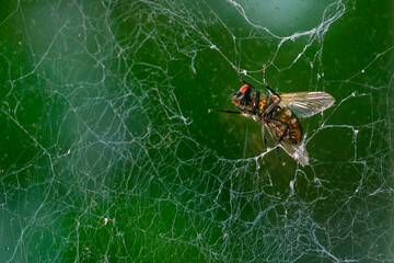 Close-Up of Dead Housefly Trapped in Spider Web