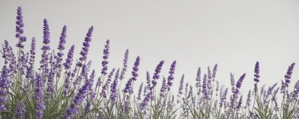 Lavender blossoms, white background  Elegant floral banner , rustic, stock, background