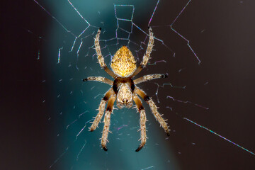 Orbweaver Spider (Araneidae) in Web at Night