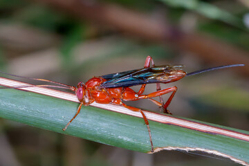 Close-up of Orchid Dupe Wasp (Lissopimpla excelsa) in Natural Setting