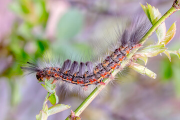 Painted Apple Moth (Orgyia anartoides) Caterpillar on Green Stem
