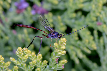 Macro of Ichneumon Wasp (Gravenhorstiini) with Long Antennae