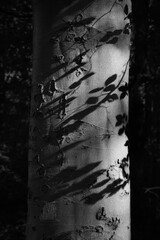 Shadow on tree