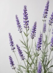 Naklejka premium Delicate purple lavender blooms, isolated on pure white background , botanical, summer, aroma