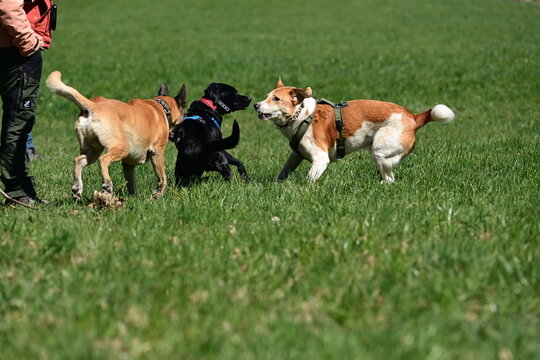 Hundebegegnung auf einer Wiese. 3 unterschiedliche Hunde beschnuppern sich