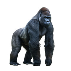 Fototapeta premium Powerful adult gorilla stands and showing muscular body, isolated on white background 