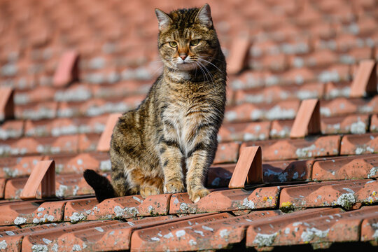 Katze , getigert auf dem Dach mit Dachschindeln