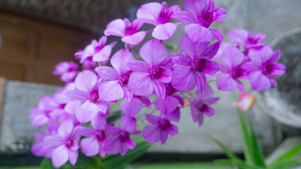 A cluster of vibrant purple orchids in bloom