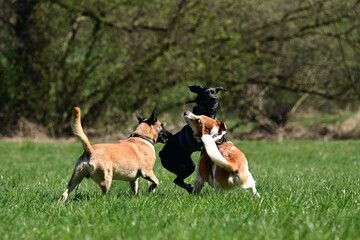 Hundebegegnung auf einer Wiese. 3 unterschiedliche Hunde beschnuppern sich