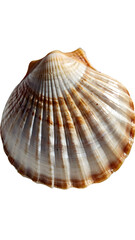 Obraz premium “A realistic seashell with shadows and highlights on a pure white background