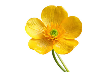Obraz premium daffodil isolated on white background