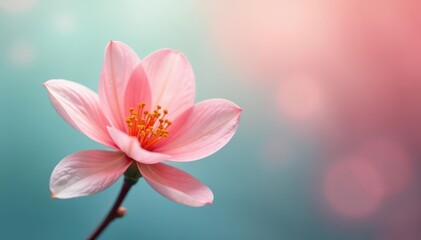 Delicate coral bloom, minimalist line art, soft pastel background, modern, vector