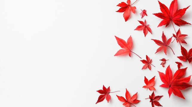 Red Maple leaves dance on white