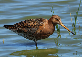 An Icelandic Black-tailed Godwit, Limosa limosa, islandica, feeding at the edge of water in springtime.