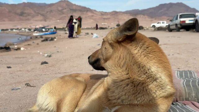 dog in the desert