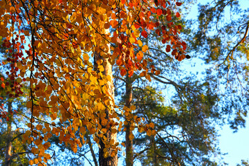 Autumn trees with red gold yellow leaves playing in the warm sun