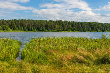 Lakeside reeds and forest in Kashubia, Poland.