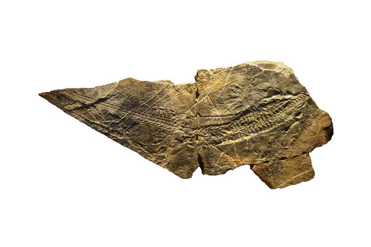 Nanchangosaurus suni fossil stone isolated on white background. A Nanchangosaurid reptile from middle Triassic China.