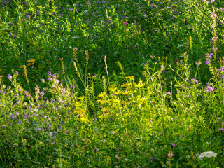 Lush mountain flower meadow in Tremosine.