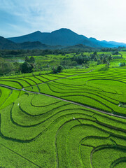 Fototapeta premium Aerial photo showing the contrast between natural green forest and agricultural land damaged by illegal logging. Showing environmental damage, deforestation, and the importance of preserving nature