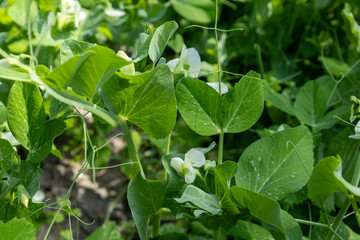 Green pea plant with leaves and white blossoms
