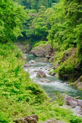 Obraz premium 清らかな渓流が流れる美しい自然風景。緑に囲まれた静かな癒しの空間。