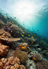 Obraz premium Explore the enchanting underwater world of a thriving coral reef, full of life.