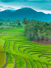 beautiful morning view indonesia panorama landscape paddy fields with beauty color and sky natural light